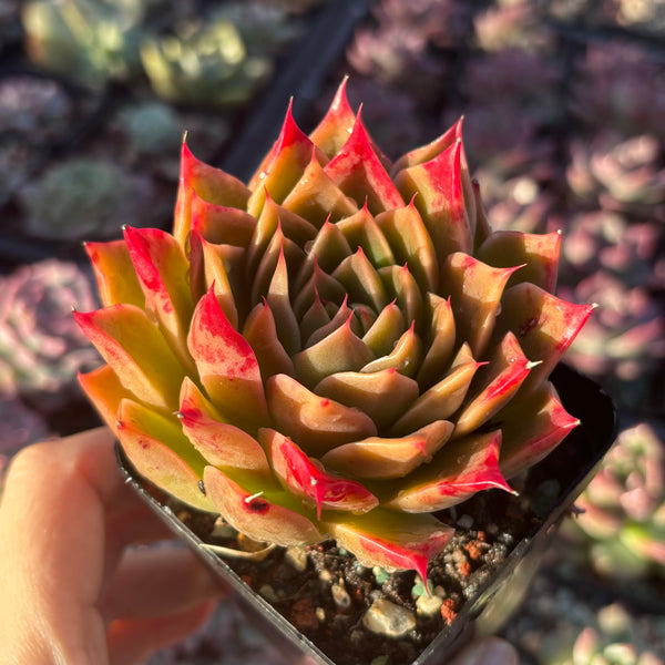 Echeveria Wizard of Oz 绿野仙踪 Succulent Delight new hybrid