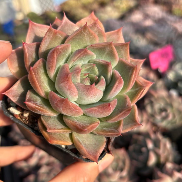 Echeveria Rochelle (with dark lines) 洛雪 带暗纹 Succulents Delight New Hybrid