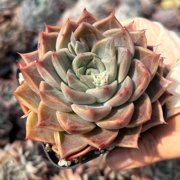 Echeveria Rochelle (with dark lines) 洛雪 带暗纹 Succulents Delight New Hybrid