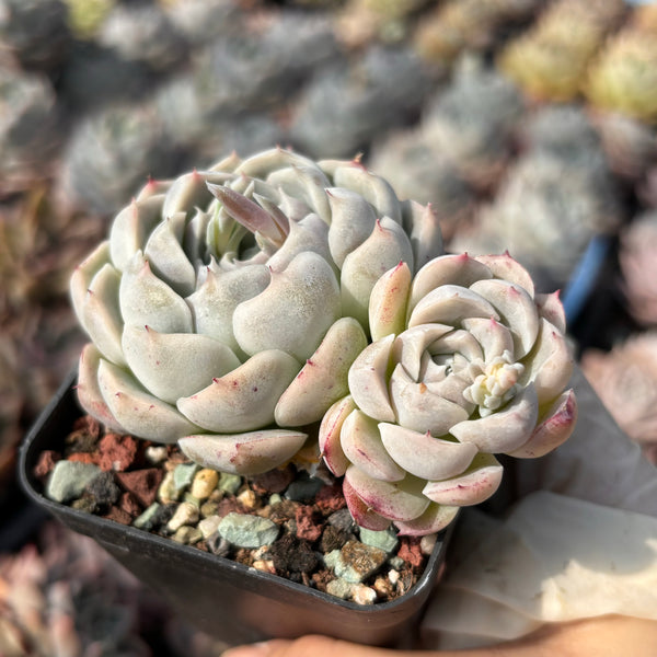 Echeveria Heart String 心弦 Succulent Delight new hybrid