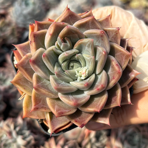 Echeveria Rochelle (with dark lines) 洛雪 带暗纹 Succulents Delight New Hybrid