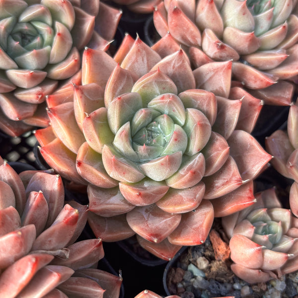Echeveria Rochelle (with dark lines) 洛雪 带暗纹 Succulents Delight New Hybrid