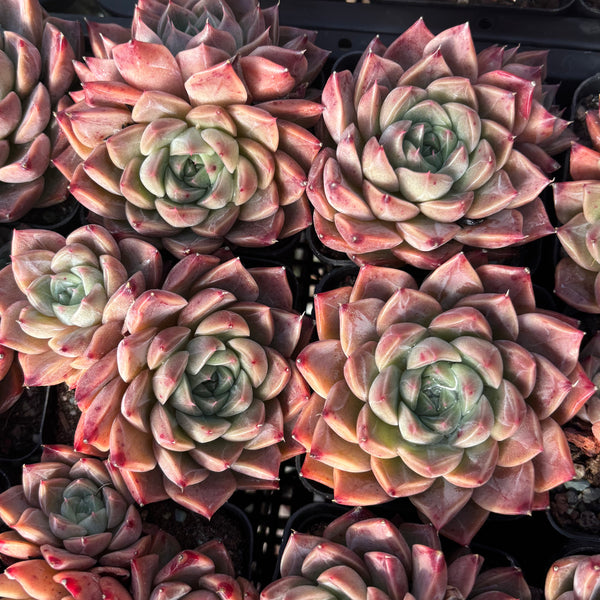 Echeveria Rochelle (with dark lines) 洛雪 带暗纹 Succulents Delight New Hybrid