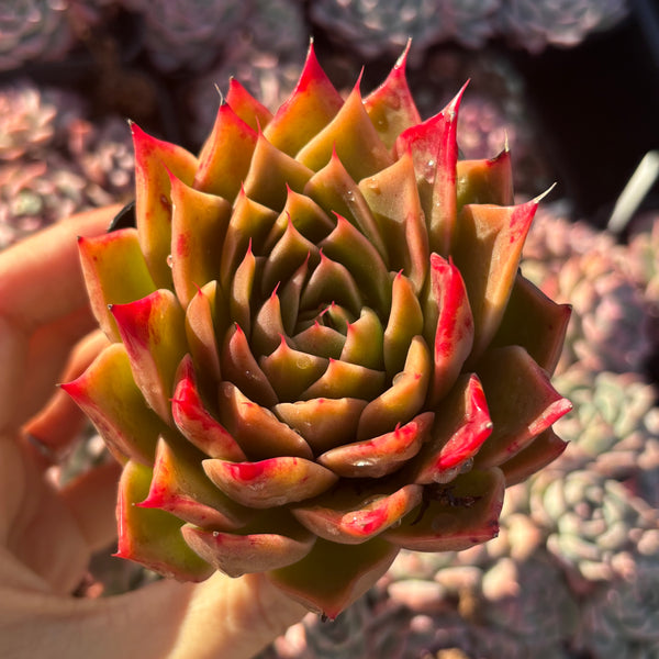 Echeveria Wizard of Oz 绿野仙踪 Succulent Delight new hybrid