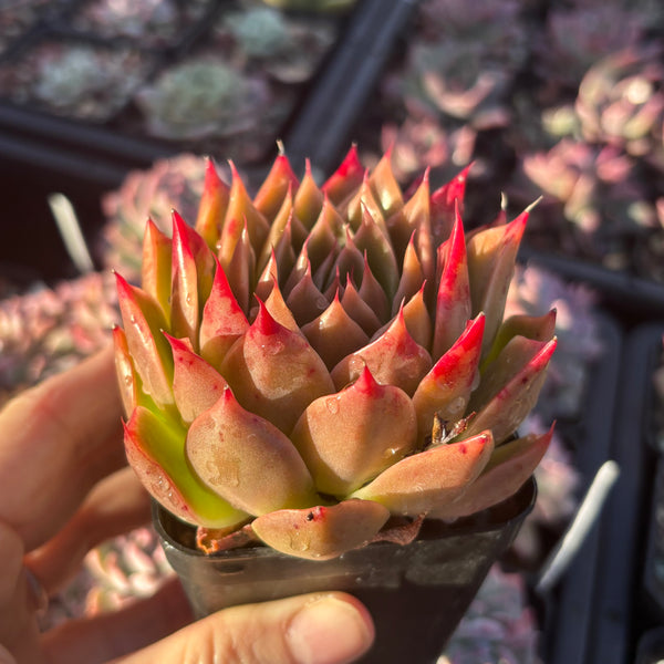 Echeveria Wizard of Oz 绿野仙踪 Succulent Delight new hybrid