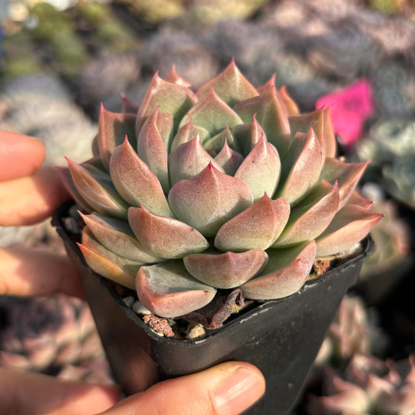 Echeveria Rochelle (with dark lines) 洛雪 带暗纹 Succulents Delight New Hybrid