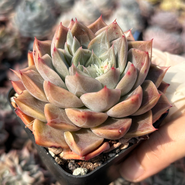 Echeveria Rochelle (with dark lines) 洛雪 带暗纹 Succulents Delight New Hybrid