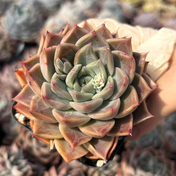 Echeveria Rochelle (with dark lines) 洛雪 带暗纹 Succulents Delight New Hybrid