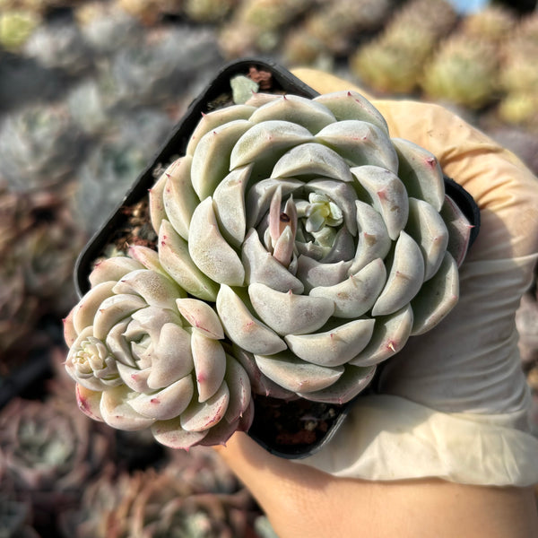 Echeveria Heart String 心弦 Succulent Delight new hybrid