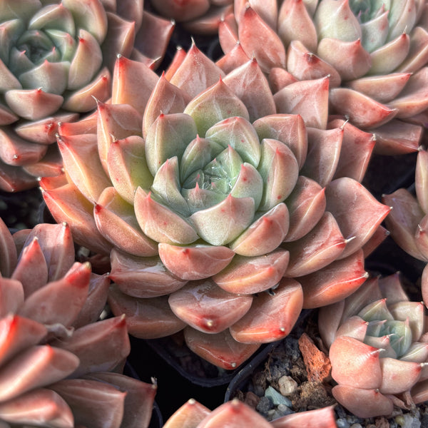 Echeveria Rochelle (with dark lines) 洛雪 带暗纹 Succulents Delight New Hybrid