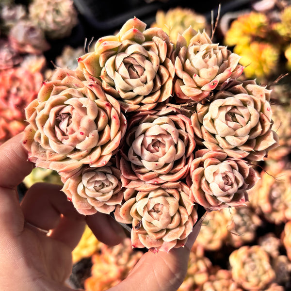 Echeveria Elegans Water Paint 水墨画