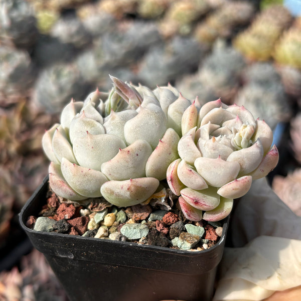 Echeveria Heart String 心弦 Succulent Delight new hybrid