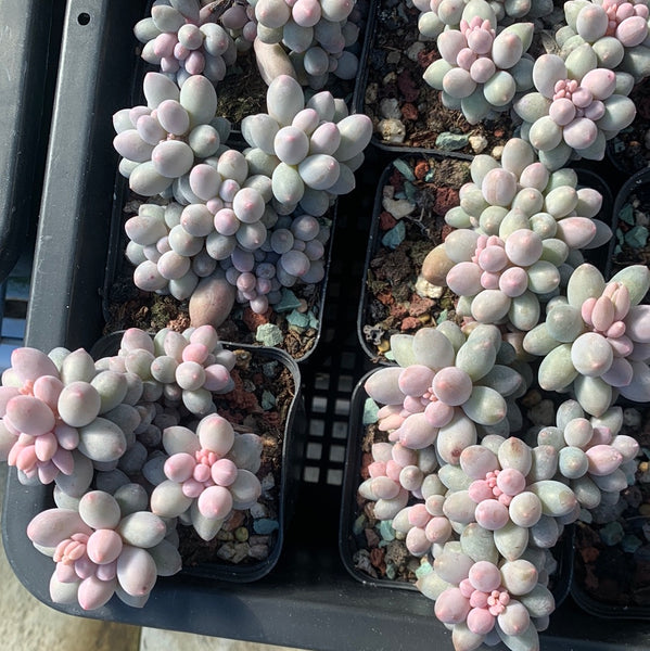 Pachyphytum Machucae aka Baby finger 婴儿手指