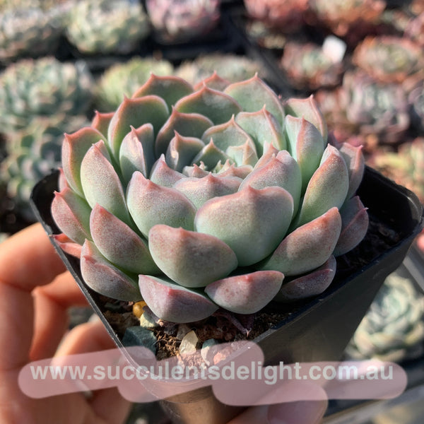 Echeveria Nocturne 夜曲 - Succulents Delight New Hybrid