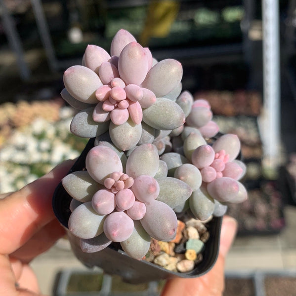 Pachyphytum Machucae aka Baby finger 婴儿手指