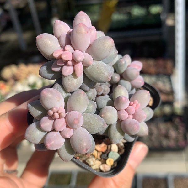 Pachyphytum Machucae aka Baby finger 婴儿手指
