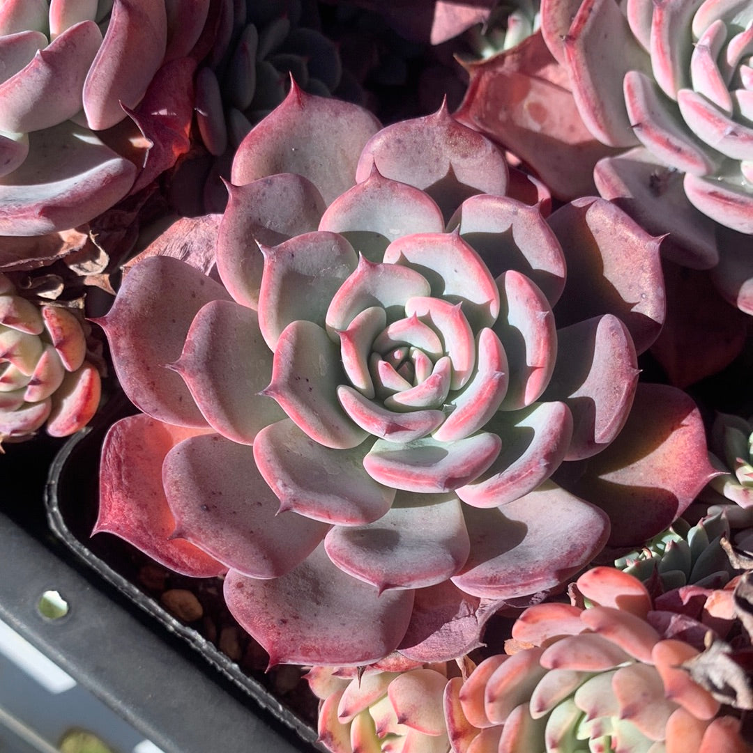 Echeveria Laulensis 劳伦斯– Succulents Delight