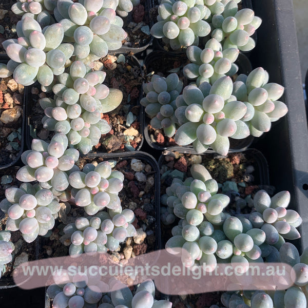 Pachyphytum Machucae aka Baby finger 婴儿手指