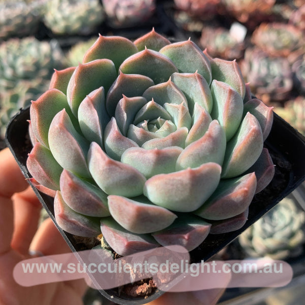 Echeveria Nocturne 夜曲 - Succulents Delight New Hybrid