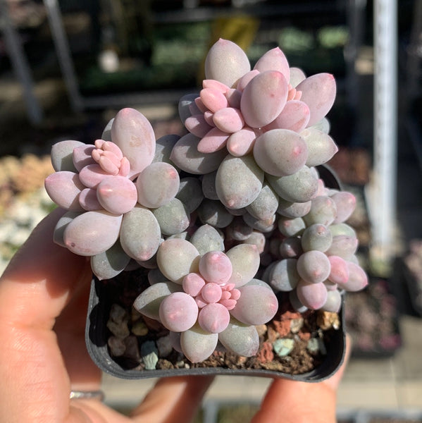 Pachyphytum Machucae aka Baby finger 婴儿手指