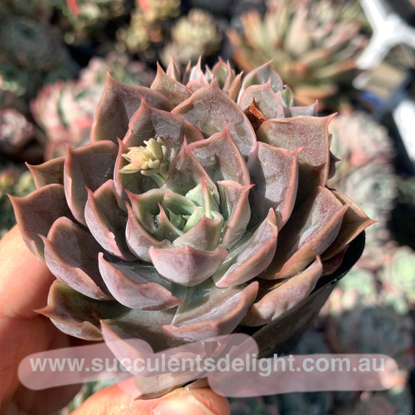 Echeveria Galaxy Velvet 星河绒 Succulents Delight New Hybrid