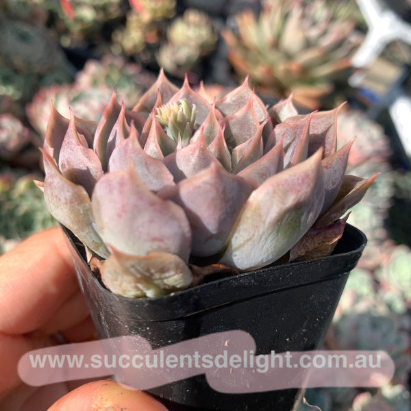 Echeveria Galaxy Velvet 星河绒 Succulents Delight New Hybrid