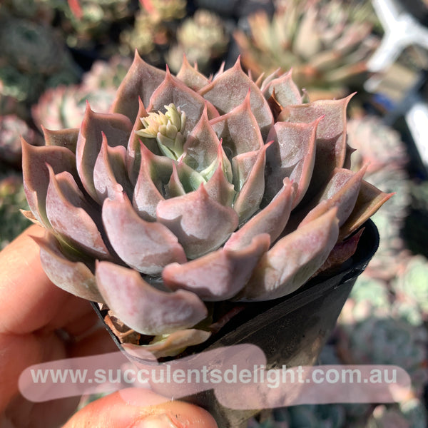 Echeveria Galaxy Velvet 星河绒 Succulents Delight New Hybrid