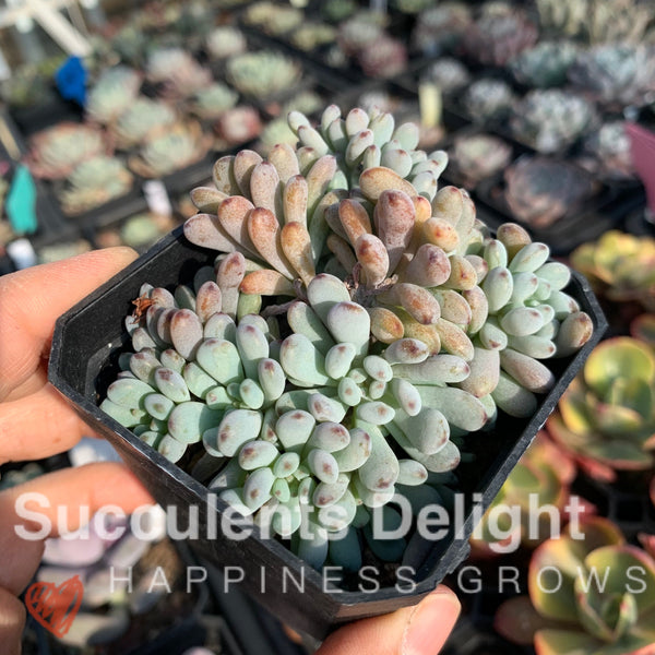 Graptopetalum pachyphyllum Bluebean 蓝豆