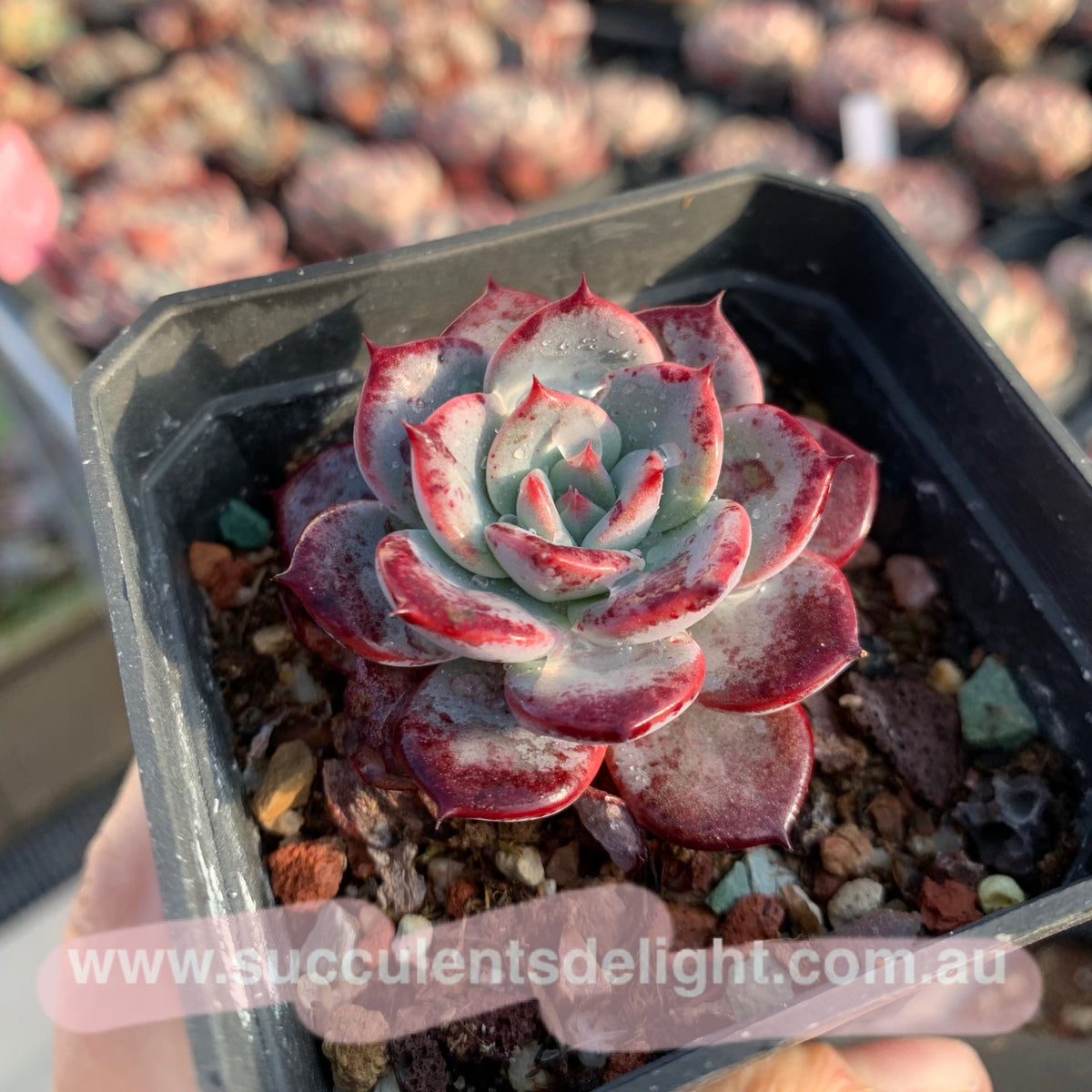 Echeveria Laulensis 劳伦斯– Succulents Delight