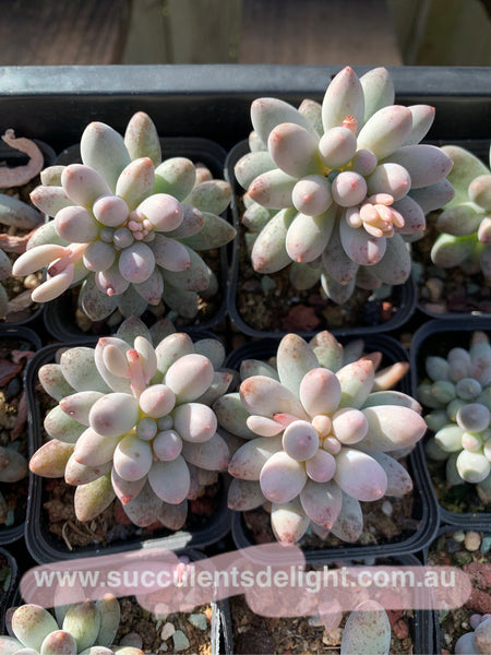 Pachyphytum Machucae aka Baby finger 婴儿手指