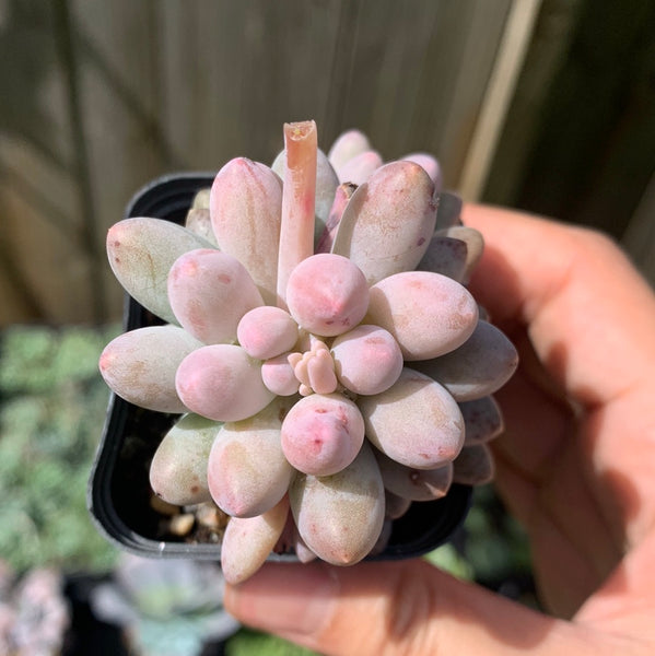 Pachyphytum Machucae aka Baby finger 婴儿手指