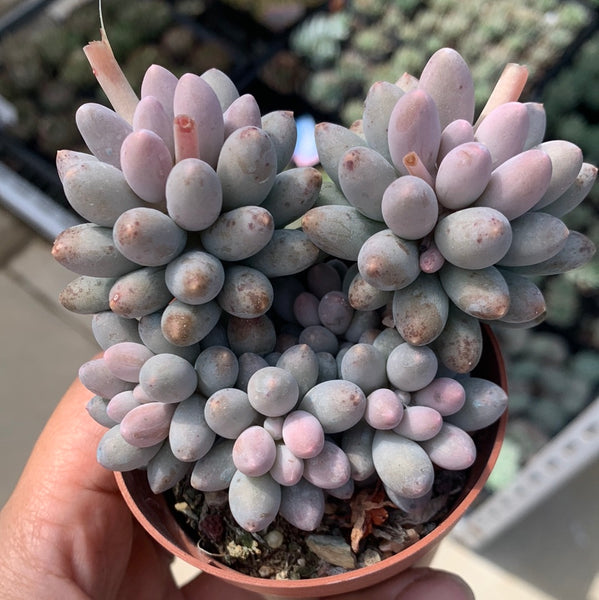 Pachyphytum Machucae aka Baby finger 婴儿手指