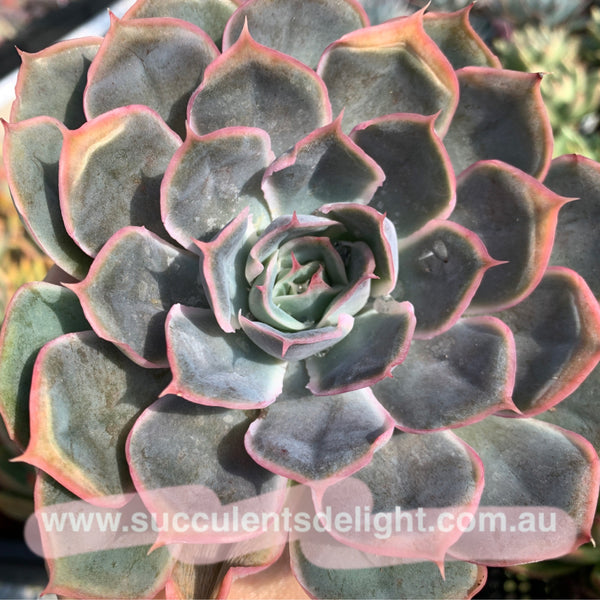 Echeveria Galaxy Velvet 星河绒 Succulents Delight New Hybrid