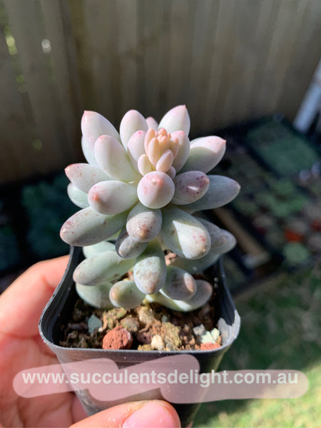 Pachyphytum Machucae aka Baby finger 婴儿手指
