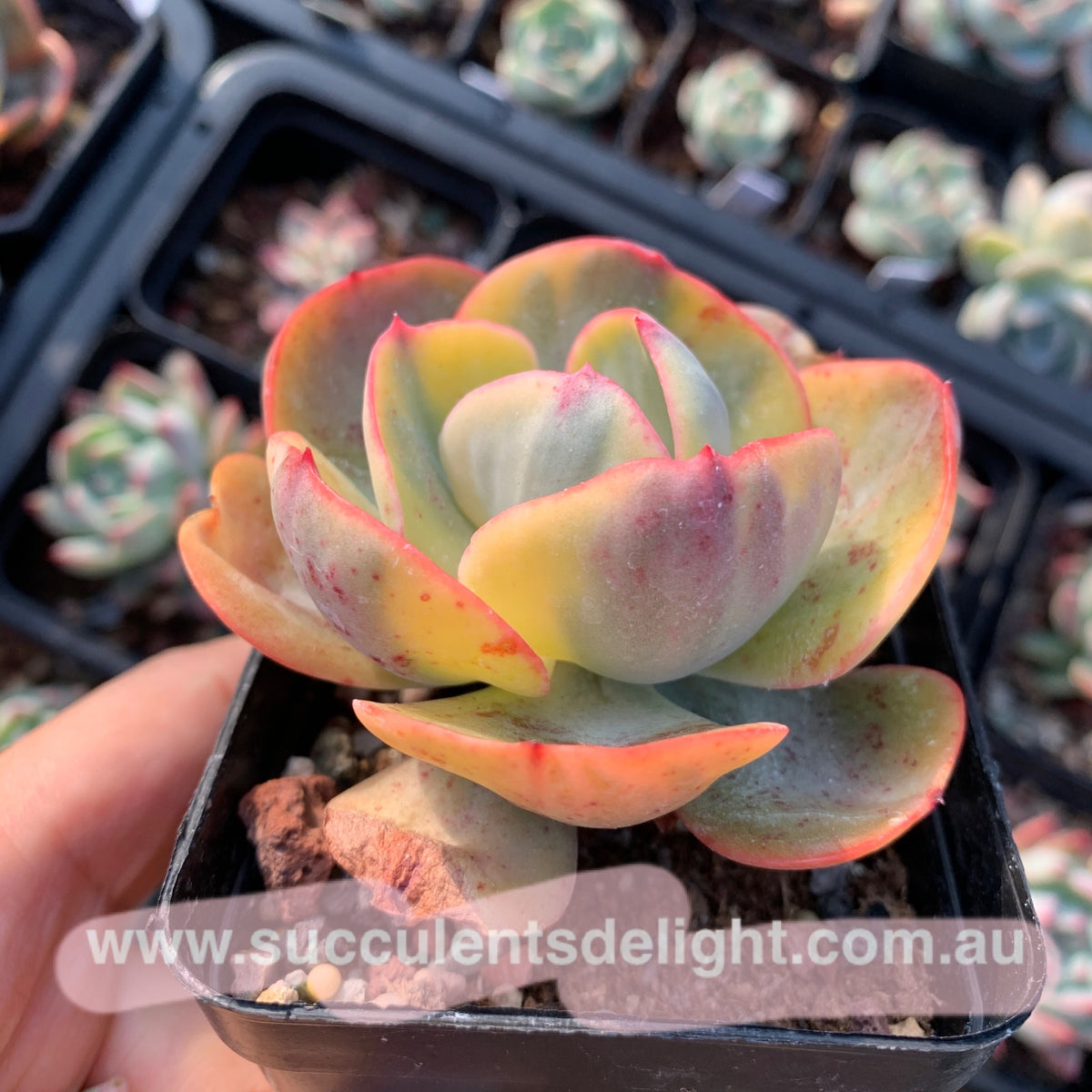 Echeveria Sunset Peony Variegated 夕阳牡丹锦– Succulents Delight