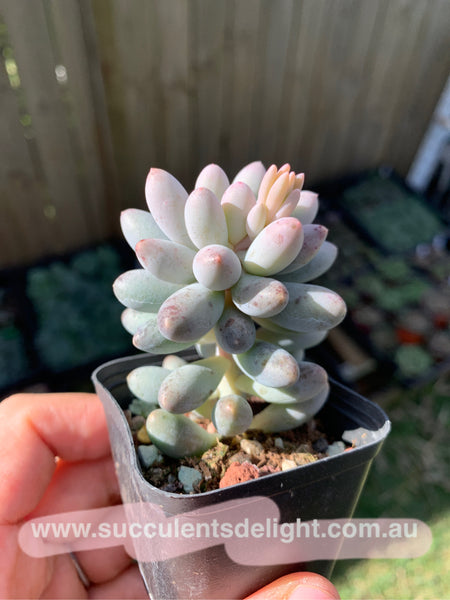 Pachyphytum Machucae aka Baby finger 婴儿手指