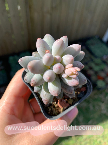 Pachyphytum Machucae aka Baby finger 婴儿手指