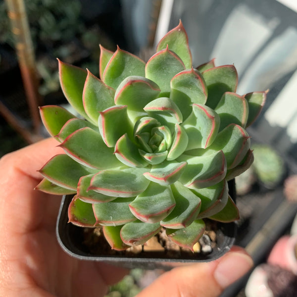 Echeveria Sagita 天箭座