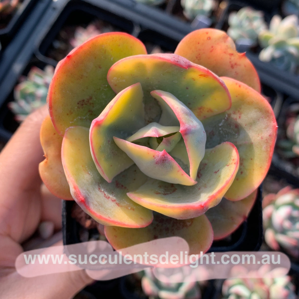 般若錦　Echeveria ‘Hannya’（반야금） Echeveria Sunset Peony Variegated 夕阳牡丹锦– Succulents Delight