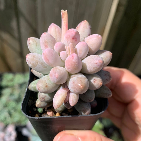 Pachyphytum Machucae aka Baby finger 婴儿手指