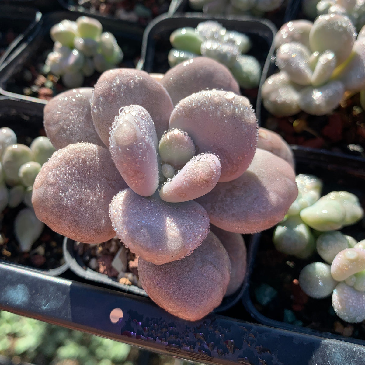 lavender pebbles plant Specail！Graptopetalum Amethystinum Lavender Pebbles 桃蛋– Succulents Delight