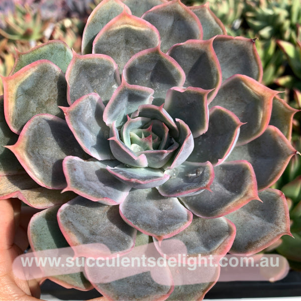 Echeveria Galaxy Velvet 星河绒 Succulents Delight New Hybrid
