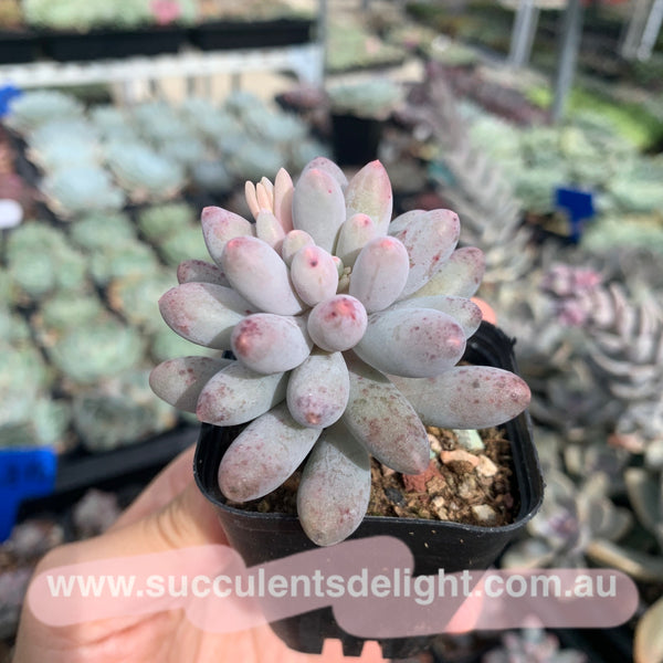 Pachyphytum Machucae aka Baby finger 婴儿手指