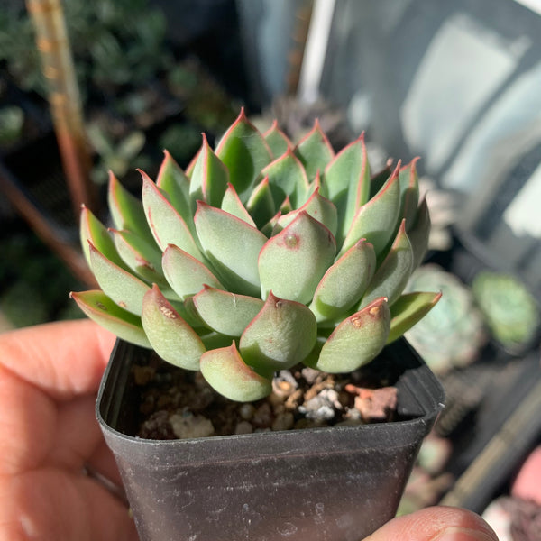 Echeveria Sagita 天箭座