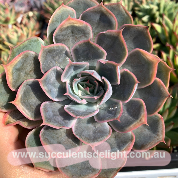 Echeveria Galaxy Velvet 星河绒 Succulents Delight New Hybrid
