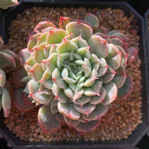 Boutique Succulents 精品多肉