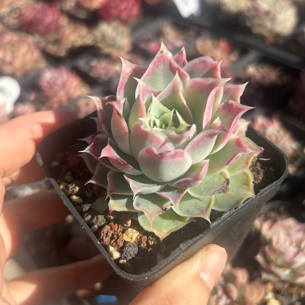 Echeveria Simulans Ascension 蓝丝绒