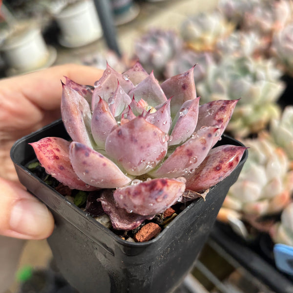Echeveria Perfect Lover 完美恋人 Succulent Delight New Hybrid