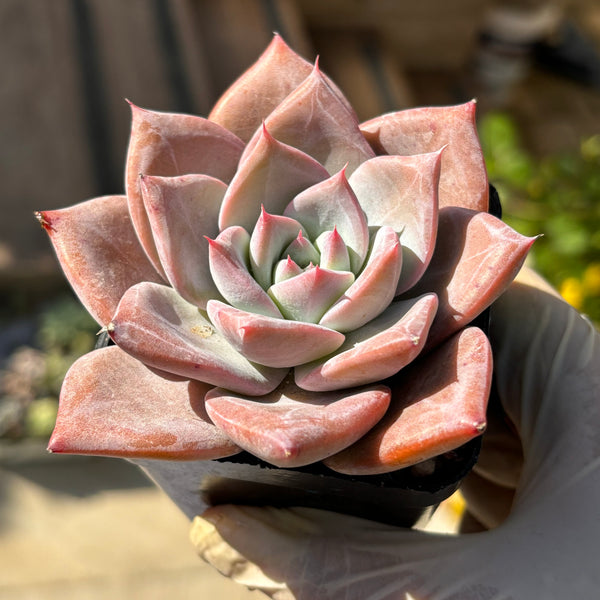 Echeveria Perfect Lover 完美恋人 Succulent Delight New Hybrid