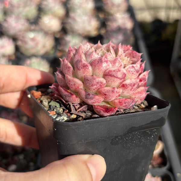 Echeveria Sacred Peach 仙桃